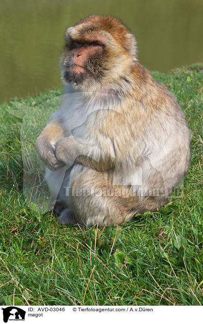 Berberaffe / magot / AVD-03046
