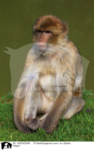 Berberaffe / magot / AVD-03048