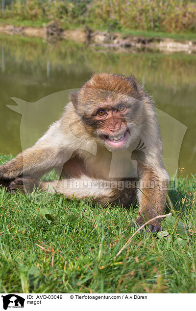 Berberaffe / magot / AVD-03049