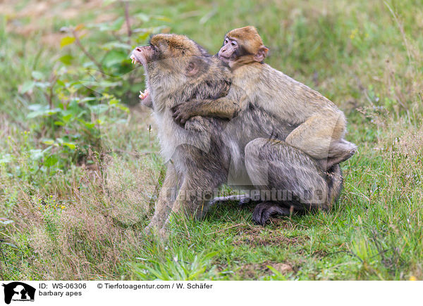 barbary apes / WS-06306