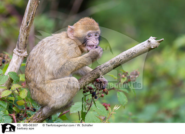 barbary ape / WS-06307