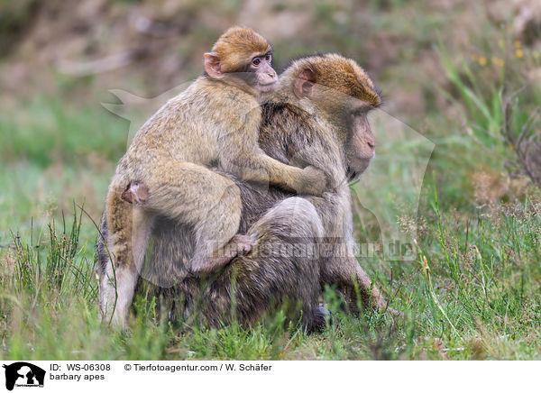 barbary apes / WS-06308