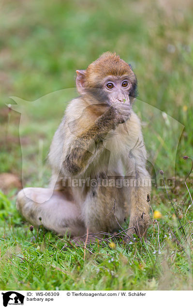barbary ape / WS-06309