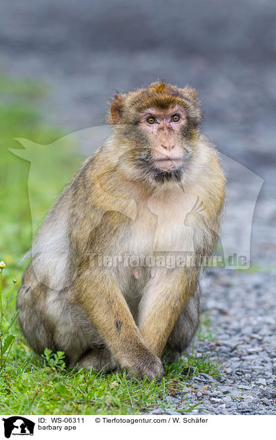 barbary ape / WS-06311
