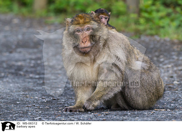 barbary apes / WS-06312