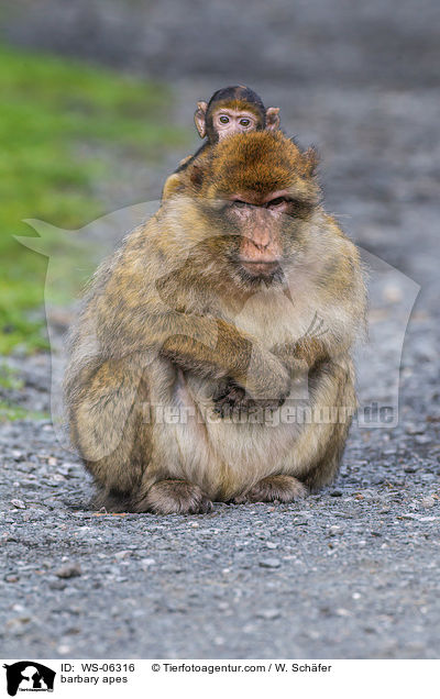 barbary apes / WS-06316