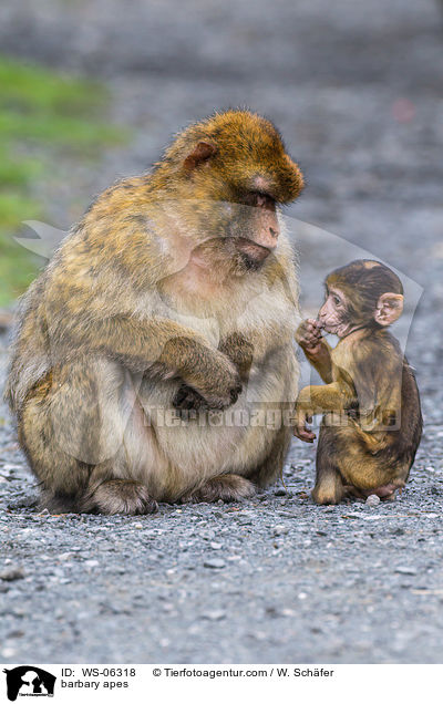 barbary apes / WS-06318