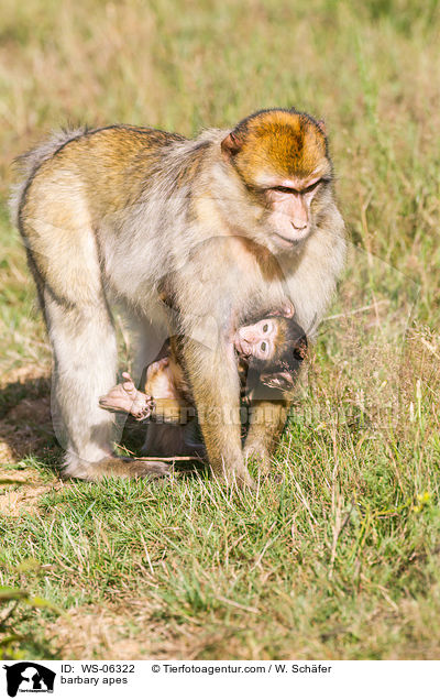 barbary apes / WS-06322