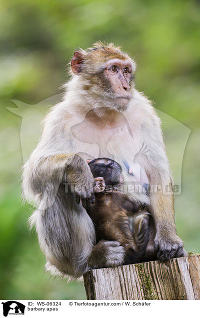 barbary apes / WS-06324