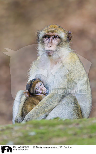 Berberaffen / barbary apes / WS-06327