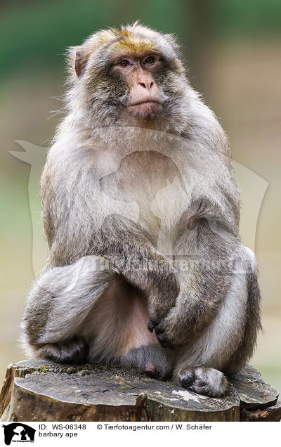 barbary ape / WS-06348