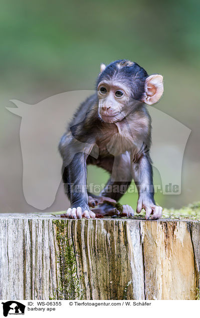 barbary ape / WS-06355