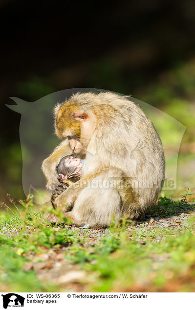 barbary apes / WS-06365
