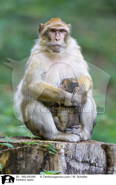 Berberaffen / barbary apes / WS-06366