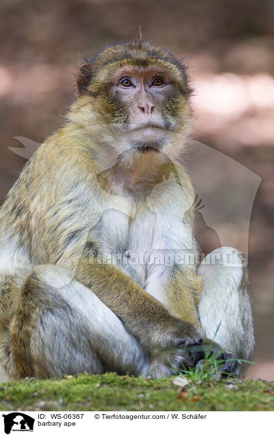 Berberaffe / barbary ape / WS-06367