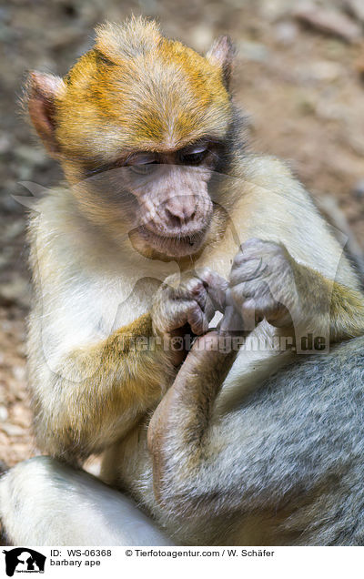 barbary ape / WS-06368
