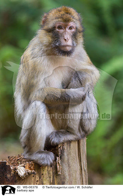 barbary ape / WS-06378