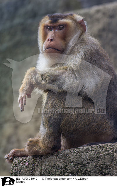 Berberaffe / Magot / AVD-03942
