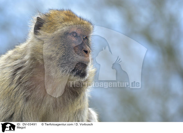 Berberaffe / Magot / DV-03491