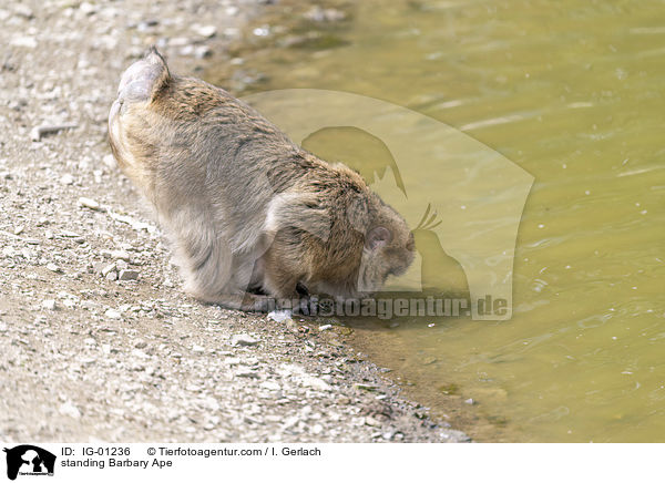 standing Barbary Ape / IG-01236