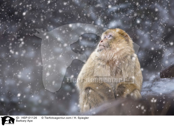 Barbary Ape / HSP-01126
