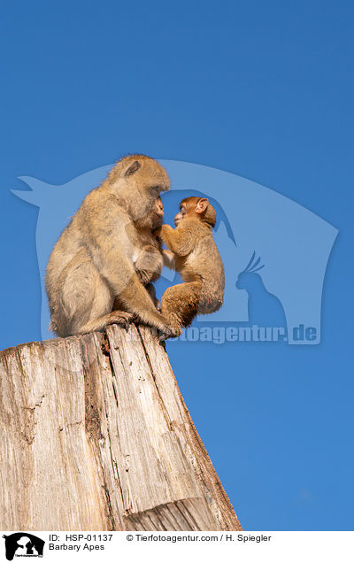 Barbary Apes / HSP-01137