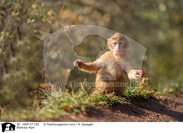 Barbary Ape / HSP-01139