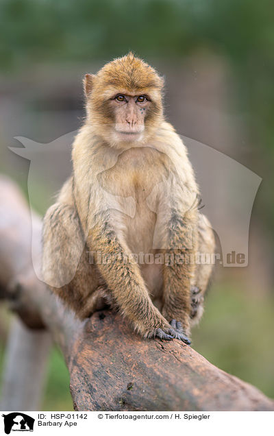 Berberaffe / Barbary Ape / HSP-01142