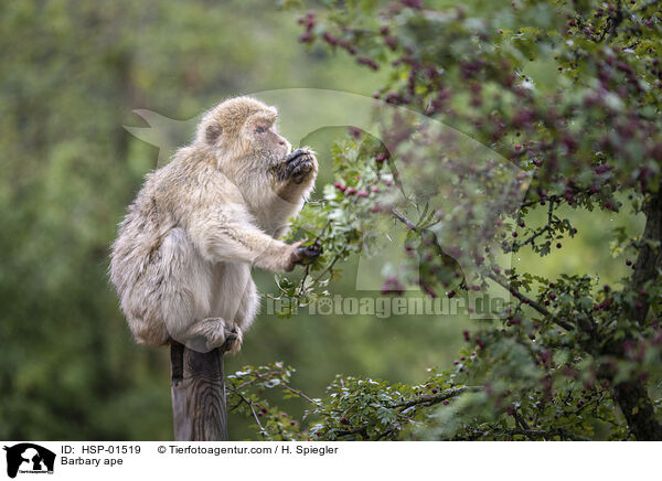 Barbary ape / HSP-01519