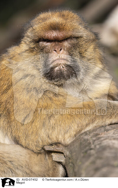 Berberaffe / Magot / AVD-07452