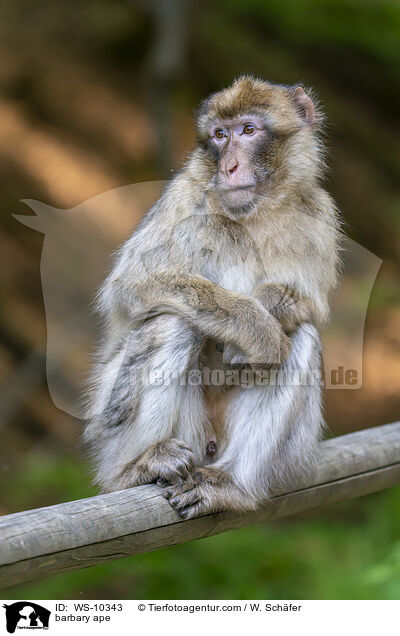 barbary ape / WS-10343