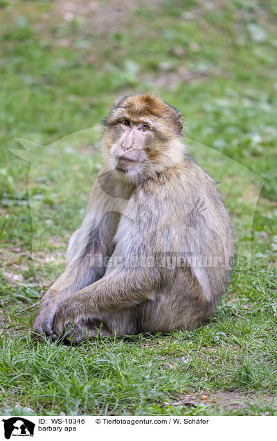 Berberaffe / barbary ape / WS-10346
