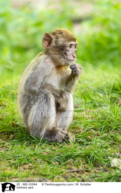 Berberaffe / barbary ape / WS-10364
