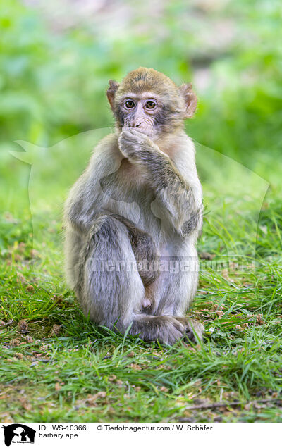 Berberaffe / barbary ape / WS-10366