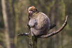 barbary ape