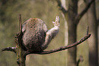 barbary ape