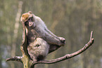 barbary ape