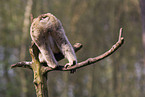 barbary ape