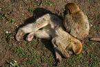 barbary apes