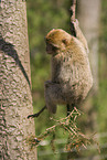 barbary ape