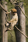 barbary ape