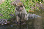 barbary ape