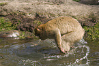 barbary ape