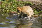 barbary ape