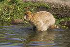 barbary ape