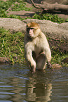 barbary ape