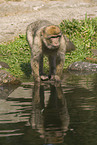 barbary ape