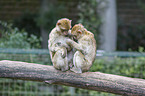 Barbary Ape