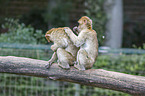 Barbary Ape