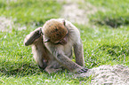 sitting Barbary Ape